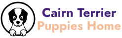 Cairn Terrier Puppies Home